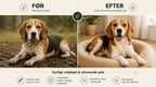 Naturlig Hundeshampoo til Følsom Hud – Økologisk Lavendel & Citronmelisse | Vegansk & pH-neutral – 200 ml