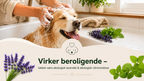 Naturlig Hundeshampoo til Følsom Hud – Økologisk Lavendel & Citronmelisse | Vegansk & pH-neutral – 200 ml